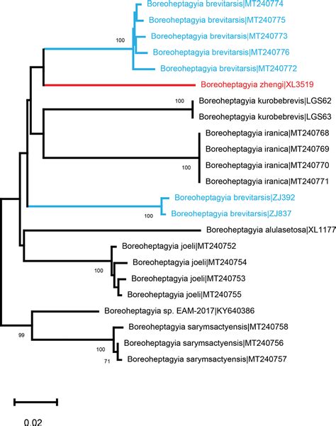 New or little-known Boreoheptagyia (Diptera, Chironomidae) in China inferred from morphology and ...