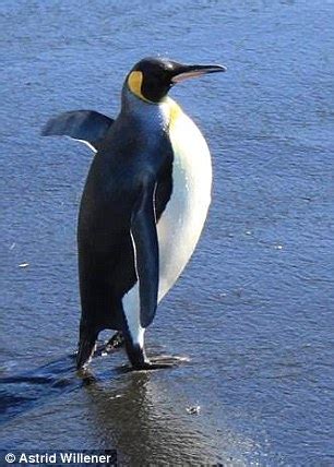 Wiinterrr's Day: Fat penguins fall over more because they're less stable when walking