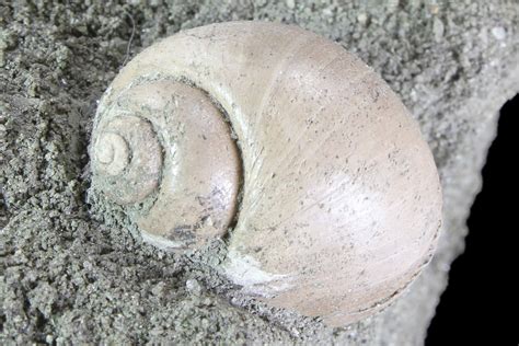 .8" Cretaceous Gastropod (Euspira) Fossil - Tennessee (#86219) For Sale - FossilEra.com