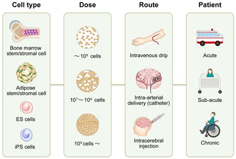 IJMS | Free Full-Text | Clinical Trials of Stem Cell Therapy for Cerebral Ischemic Stroke