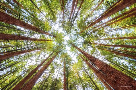 Redwoods_0182a | Redwoods Forest, Rotorua | Chris Gin | Flickr