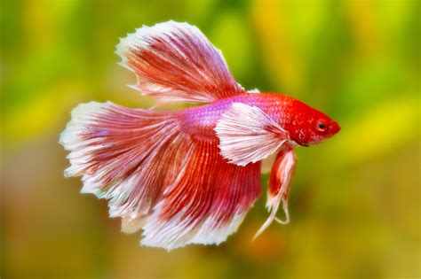 Butterfly Betta: Discover the Magnificent and Unusual Appearance - fishkeepingmadesimple.com