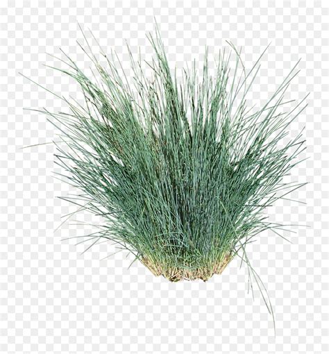 Ornamental Grass Cut Out , Png Download - Ornamental Grass White Background, Transparent Png - vhv