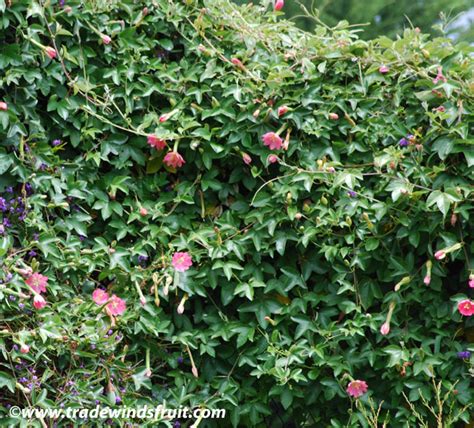 Banana Passion Fruit - Passiflora mollissima - Seeds