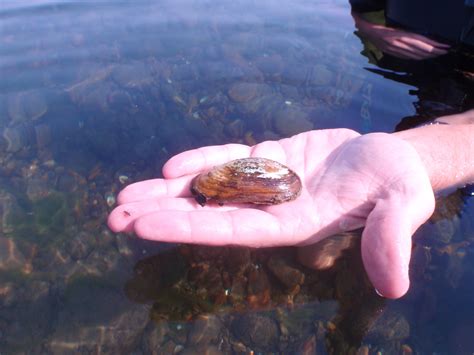 Native Freshwater Mussels - Environmental Assessment Services