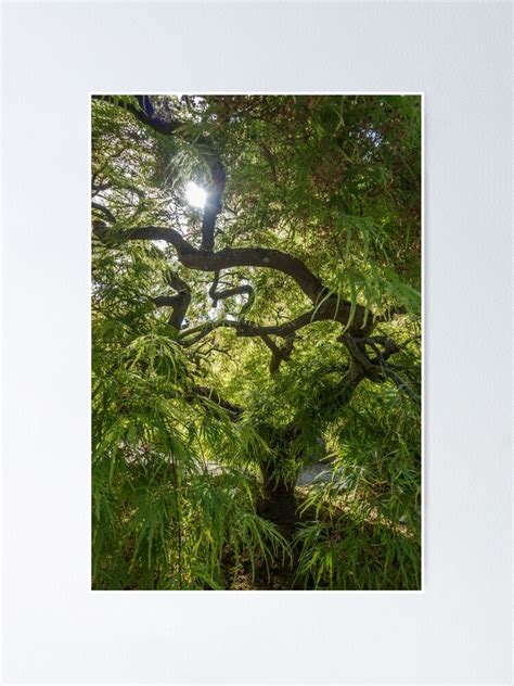 "Japanese Maple Silhouette" Poster for Sale by georgecolephoto | Redbubble