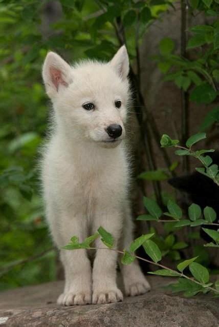 lobezno blanco: | Wolf pup, Wolf dog, Beautiful wolves