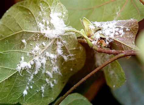 How To Get Rid Of Mealybug On Houseplants | WallyGro