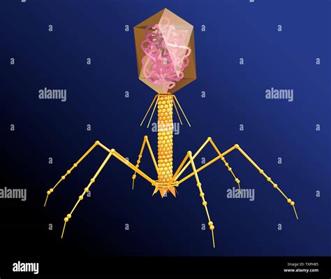 illustration showing a bacteriophage with DNA on blue background Stock Photo - Alamy