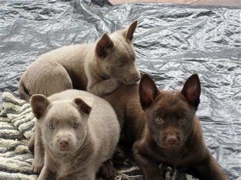 Fawn and red kelpie pups. Glendari kennels. | Australian Kelpies ...