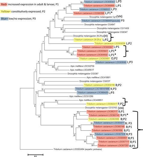 Expression patterns of cysteine peptidase genes across the Tribolium castaneum life cycle ...