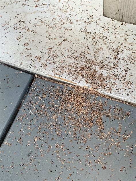 Termite Droppings? : r/Whatisthis