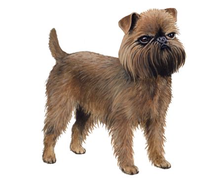 Brussels Griffon Facts - Wisdom Panel™ Dog Breeds