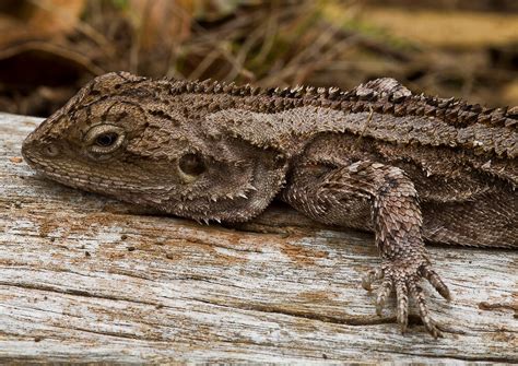 "Eastern Bearded Dragon Pogona barbata" by David Piko | Redbubble