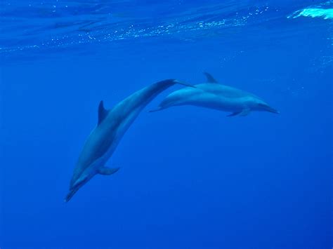 Pantropical Spotted Dolphins