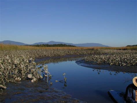 Freshwater Tidal Marsh Guide - New York Natural Heritage Program