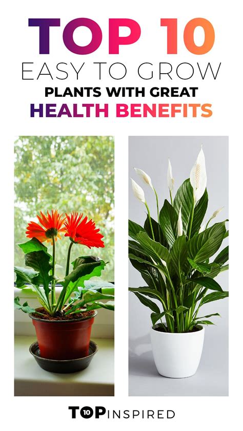 Top 10 Easy To Grow Plants with Great Health Benefits in 2021 | Growing plants, Plants, 10 things