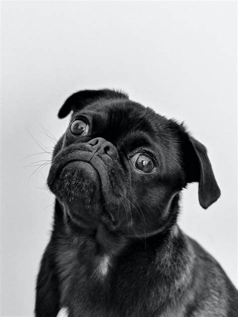 How Much Is A Pug? Breaking Down The Average Pug Price - Your Dog Advisor