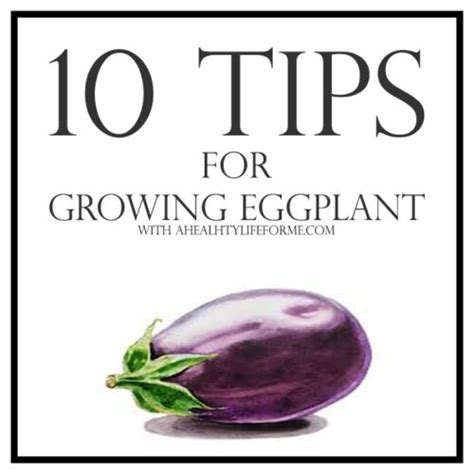 10 Tips for Growing Eggplant » A Healthy Life For Me