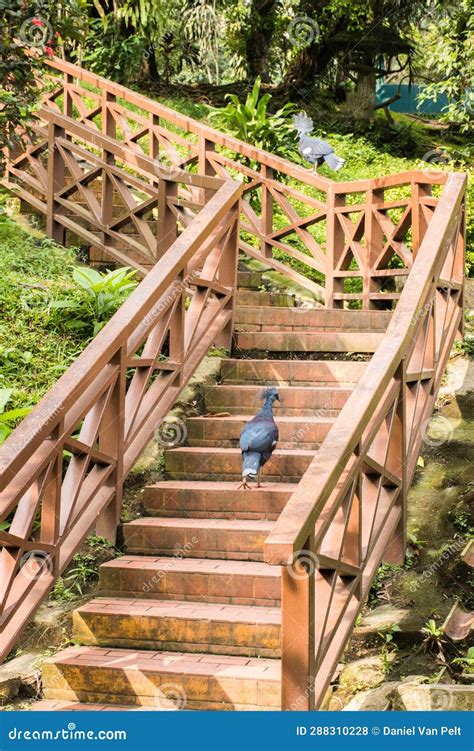 Bird Walking Up Staircase with Companion Perched on Wood Railing Stock ...