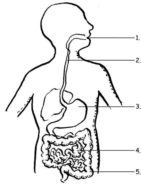 Sketch Of Human Digestive System at PaintingValley.com | Explore collection of Sketch Of Human ...