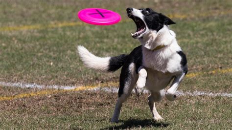 College launches degree in training guard dogs