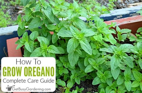 Growing Oregano: Complete How To Care Guide - Get Busy Gardening