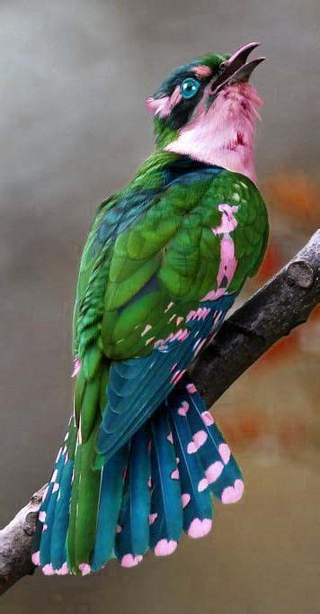 616 Best Chirp! Chirp! images | Pretty birds, Colorful birds, Beautiful ...