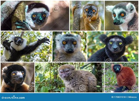 Collage of Beautiful Lemurs, Different Types of Lemurs - Endemic. Species Which is Restricted To ...