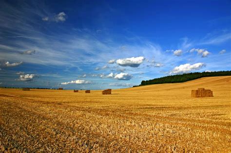 a field full of hay bales under a blue sky