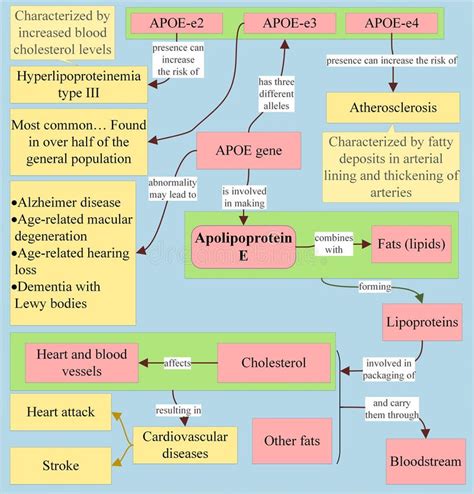 Apolipoprotein E is Produced with Instructions from APOE Gene Stock Illustration - Illustration ...