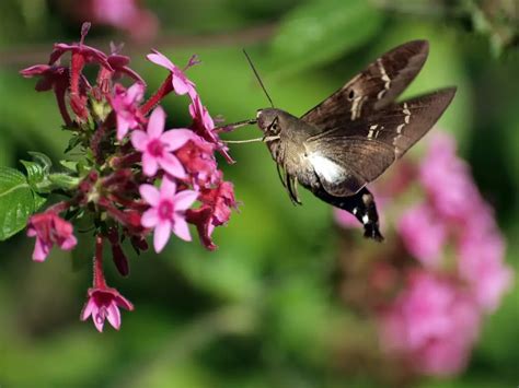 What Do Hummingbird Moth Caterpillars Eat? - My Bird Garden