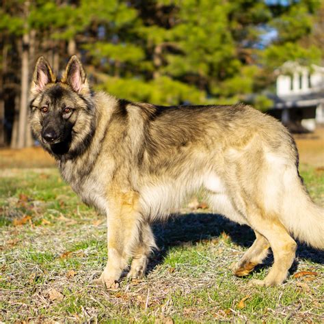 Shiloh Shepherd Dog Facts - Wisdom Panel™ Dog Breeds