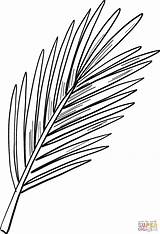 Palm Tree Leaf Coloring Page sketch template
