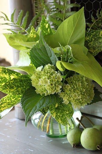 green hydrangeas Hortensia Hydrangea, Green Hydrangea, Green Flowers ...