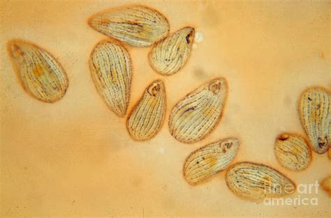 Tetrahymena pyriformis Cilia LM Photograph by Greg Antipa - Pixels