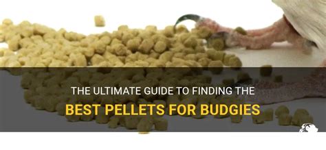 The Ultimate Guide To Finding The Best Pellets For Budgies | PetShun