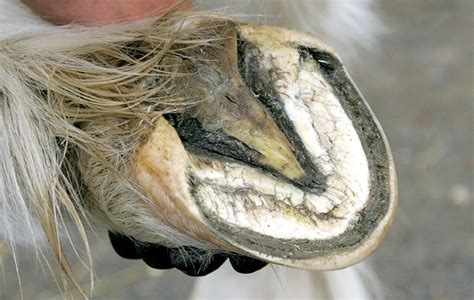 Thrush in horses' hooves: signs, treatment and prevention