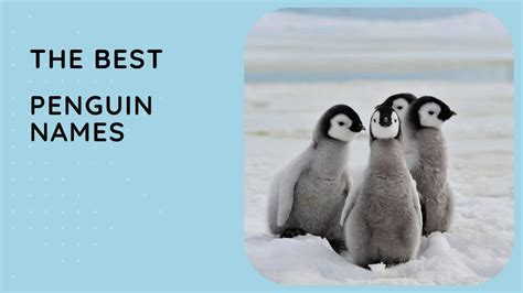 29 Best Penguin Names 🐧 Cute, Funny, Male, Female, Madagascar - YouTube