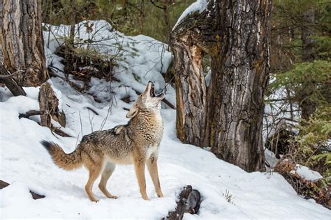 Snow Coyote Howling