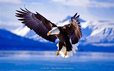 Bald Eagle ~ Alaska | Eagles | Pinterest | Bald eagle and Animal