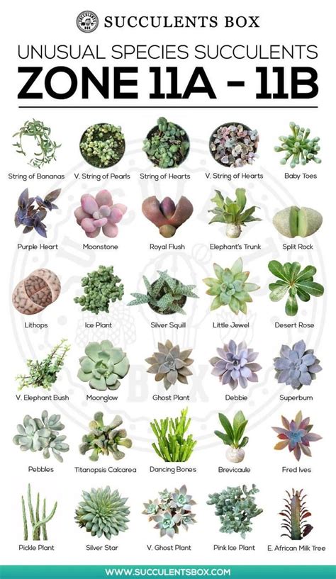 Pin by Lindsey Hartman on That's the plan | Types of succulents plants, Planting succulents, Plants