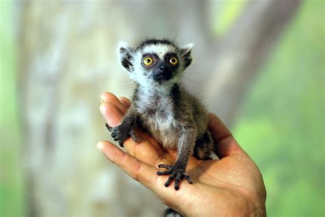 Yes! Lemurs on fingers! | Baby lemur, Lemur, Baby animals