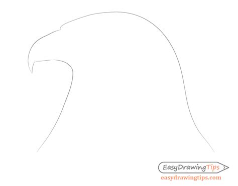 How to Draw an Eagle Head Step by Step - EasyDrawingTips