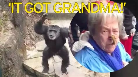 "It got grandma": Cheeky chimp throws handful of poo in OAPs face at zoo as onlookers burst into ...