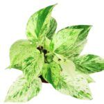 How to Plant, Grow, and Care for Snow Queen Pothos - Full Guide