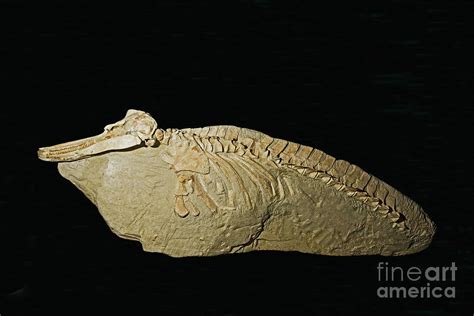 Dolphin Fossil Photograph by Millard Sharp - Pixels