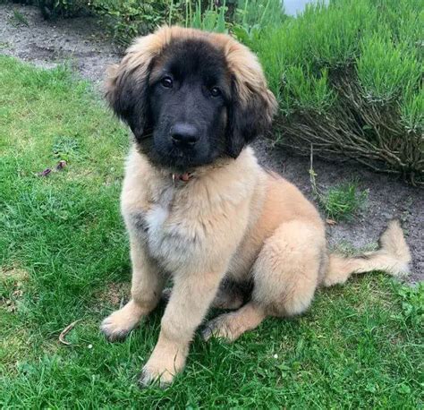 15 Photos Of Leonberger Puppies That Make Everyone's Heart Melt - ilovedogscute.com