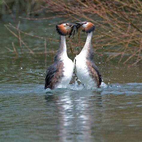 Great Crested Grebe | BTO - British Trust for Ornithology