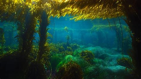 Giant kelp forest near San Clemente Island, California | Peapix